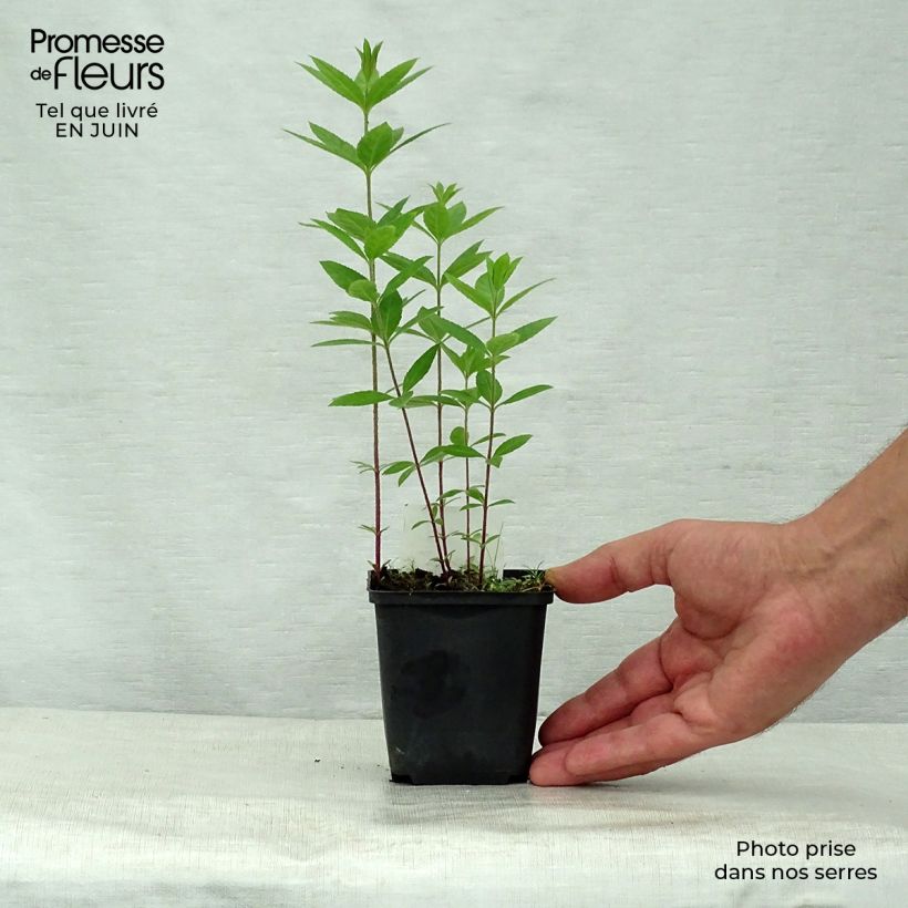 Exemplar von Veronicastrum virginicum Pink Glow - Virginischer Arzneiehrenpreis Kleine Töpfe von 8/9 cm wie im Sommer geliefert