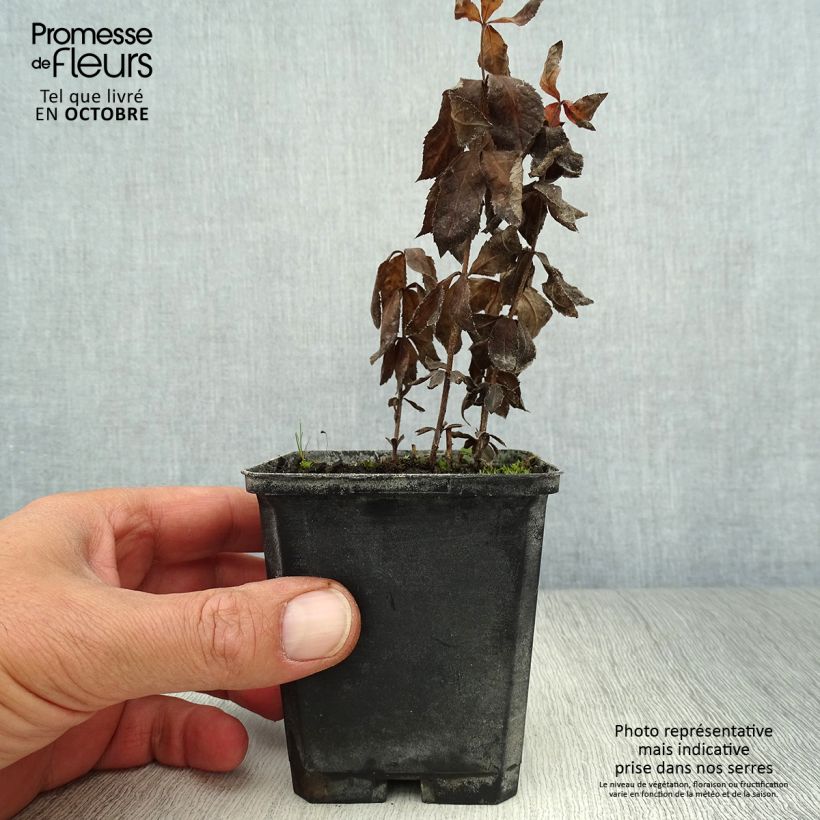 Exemplar von Veronicastrum virginicum Temptation - Virginischer Arzneiehrenpreis Kleine Töpfe von 8/9 cm wie im Herbst geliefert