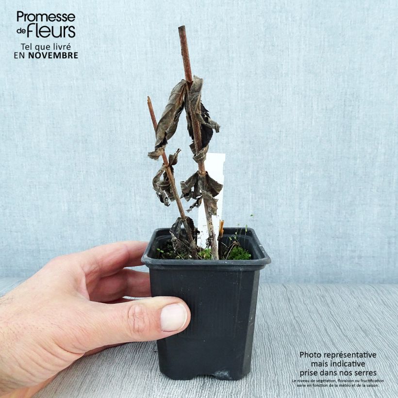 Exemplar von Veronicastrum virginicum var. album - Virginischer Arzneiehrenpreis Kleine Töpfe von 8/9 cm wie im Herbst geliefert
