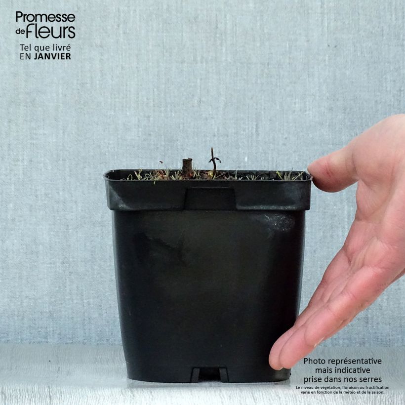 Exemplar von Veronicastrum virginicum var. album - Virginischer Arzneiehrenpreis Topf mit 2L/3L wie im Winter geliefert