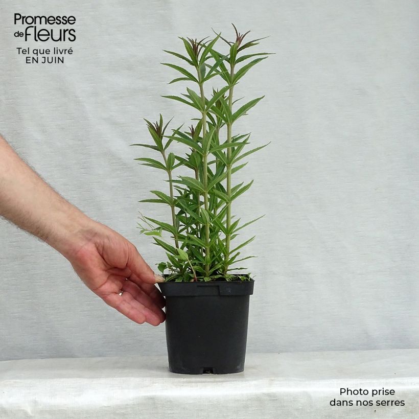 Exemplar von Veronicastrum virginicum var. album - Virginischer Arzneiehrenpreis Topf mit 2L/3L wie im Sommer geliefert