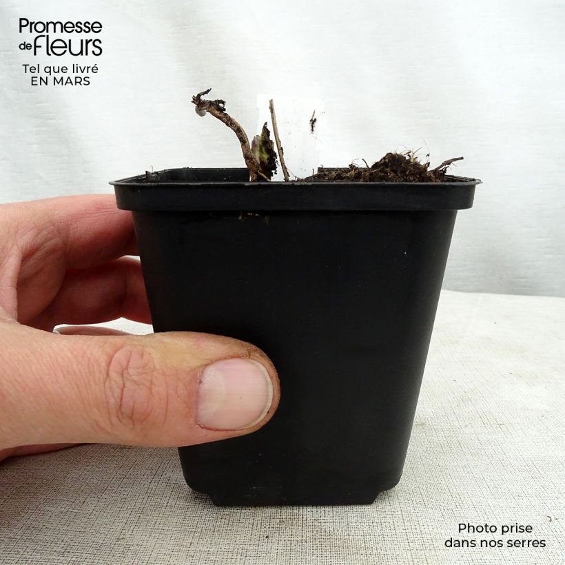 Exemplar von Veronicastrum virginicum Apollo - Virginischer Arzneiehrenpreis Kleine Töpfe von 8/9 cm wie im Frühjahr geliefert