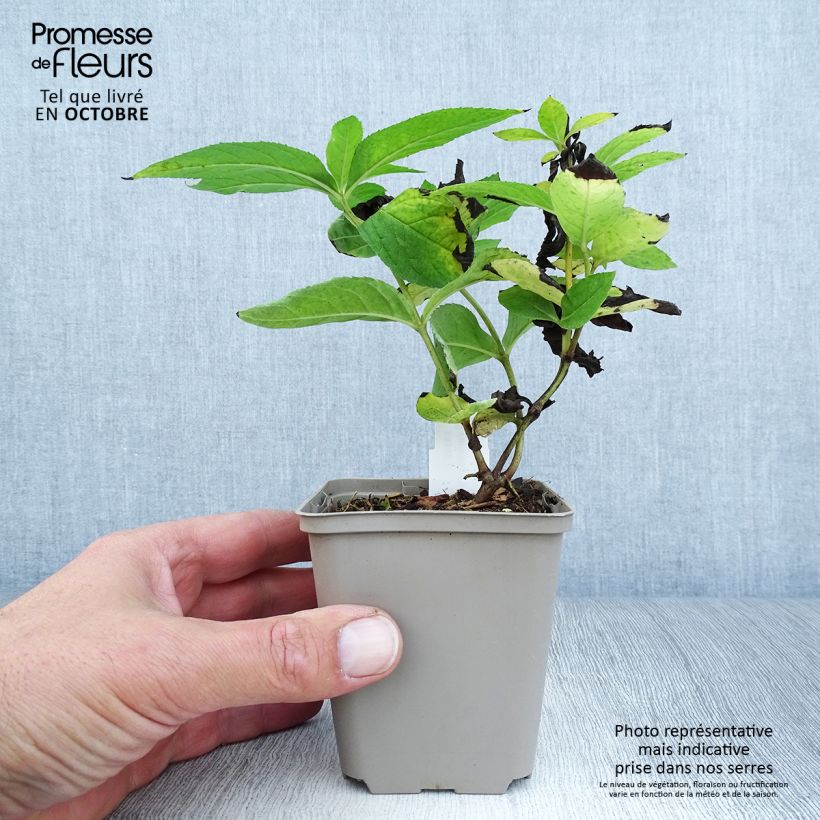 Exemplar von Veronicastrum virginicum Apollo - Virginischer Arzneiehrenpreis Kleine Töpfe von 8/9 cm wie im Herbst geliefert