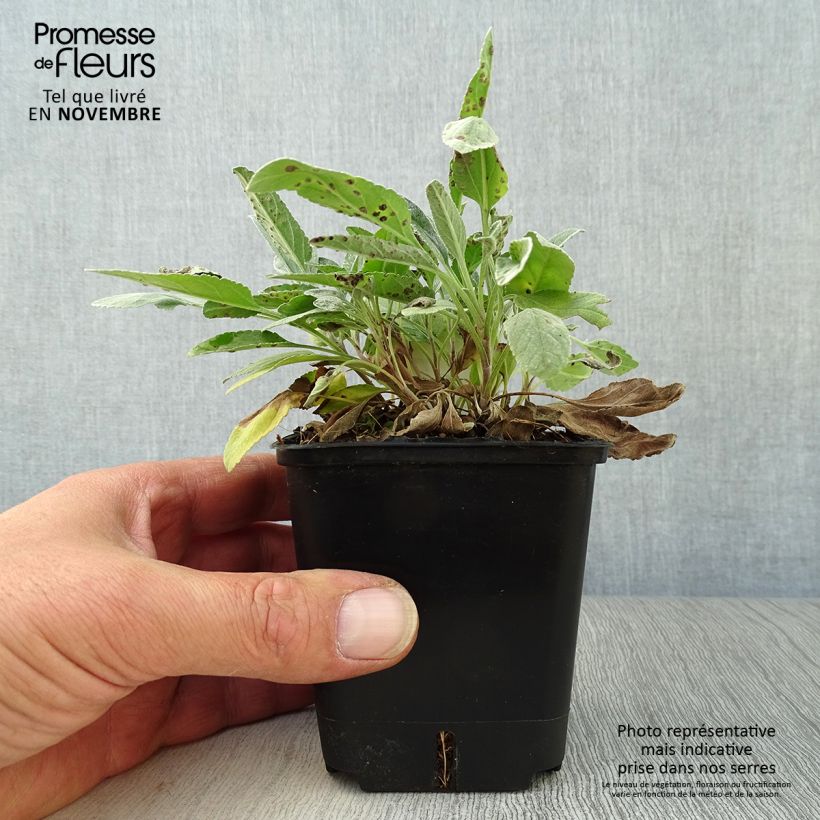 Exemplar von Silberblatt-Ehrenpreis Silbersee - Veronica spicata subsp. incana Kleine Töpfe von 8/9 cm wie im Herbst geliefert