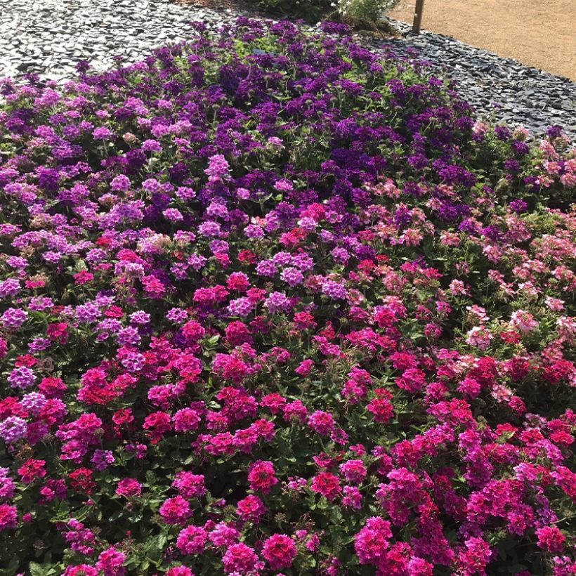 Verbene Endurascape Magenta (Hafen)