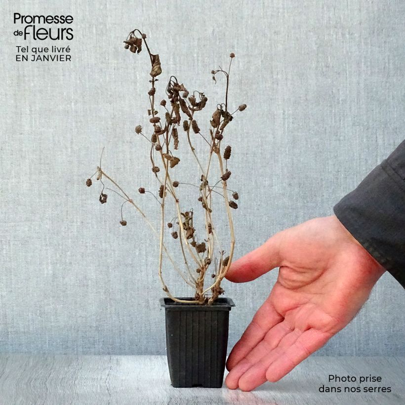 Exemplar von Aztekisches Süßkraut - Lippia dulcis Kleine Töpfe von 7/8 cm wie im Winter geliefert