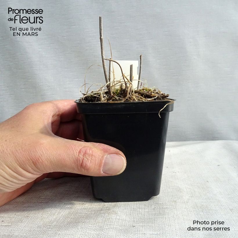 Exemplar von Verbena hastata Alba - Lanzen-Eisenkraut Kleine Töpfe von 8/9 cm wie im Winter geliefert