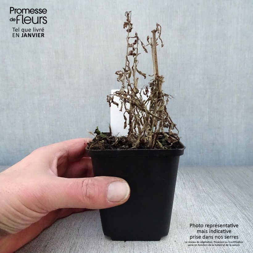 Exemplar von Verbena hastata - Lanzen-Eisenkraut Kleine Töpfe von 8/9 cm wie im Winter geliefert