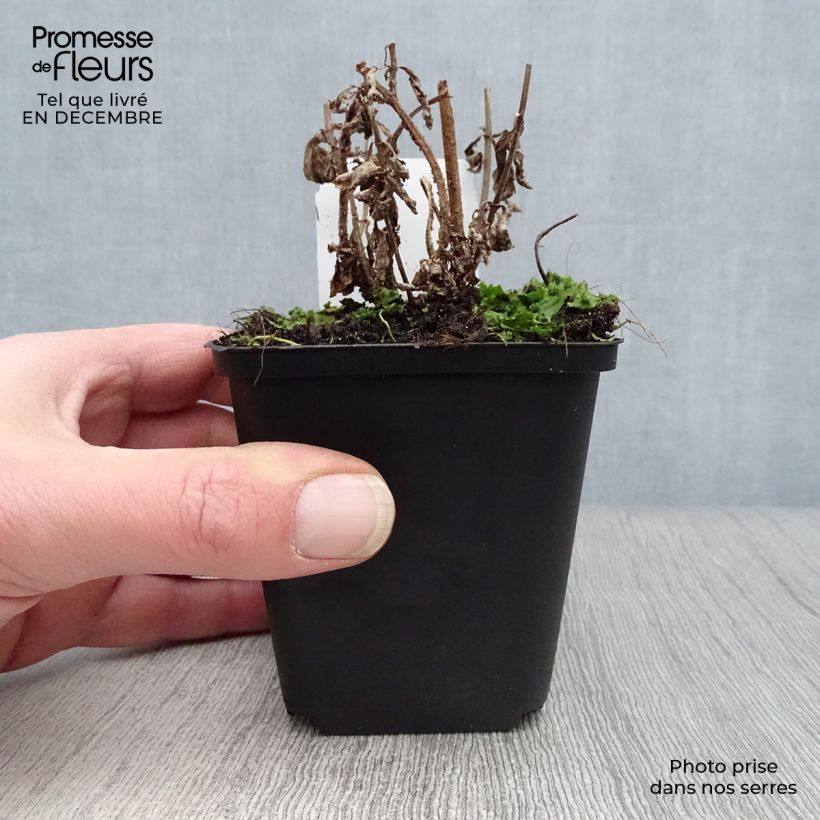 Exemplar von Verbena hastata Rosea - Lanzen-Eisenkraut Kleine Töpfe von 8/9 cm wie im Winter geliefert