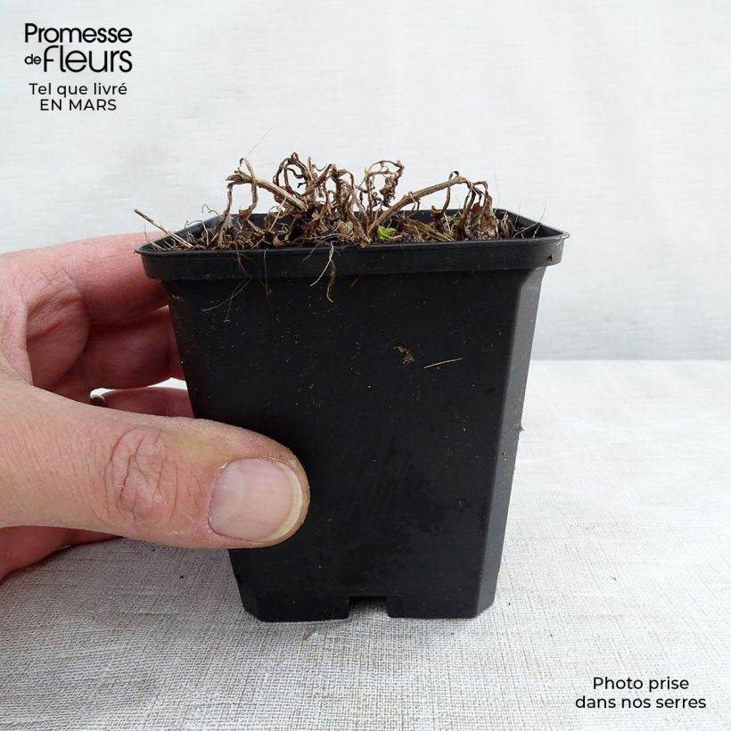 Exemplar von Verbena hastata White Spires - Lanzen-Eisenkraut Kleine Töpfe von 8/9 cm wie im Frühjahr geliefert