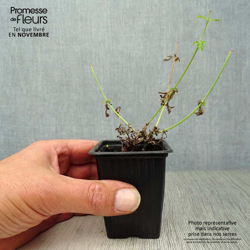 Exemplar von Echtes Eisenkraut Bio - Verbena officinalis Kleine Töpfe von 7/8 cm wie im Herbst geliefert
