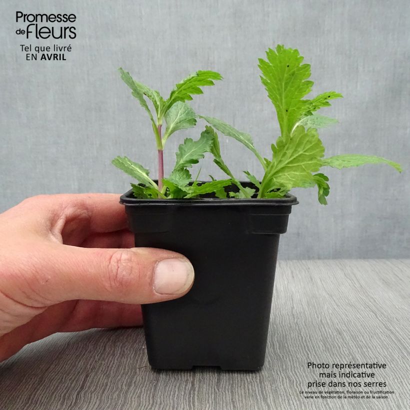 Exemplar von Echtes Eisenkraut Bio - Verbena officinalis Kleine Töpfe von 7/8 cm wie im Frühjahr geliefert