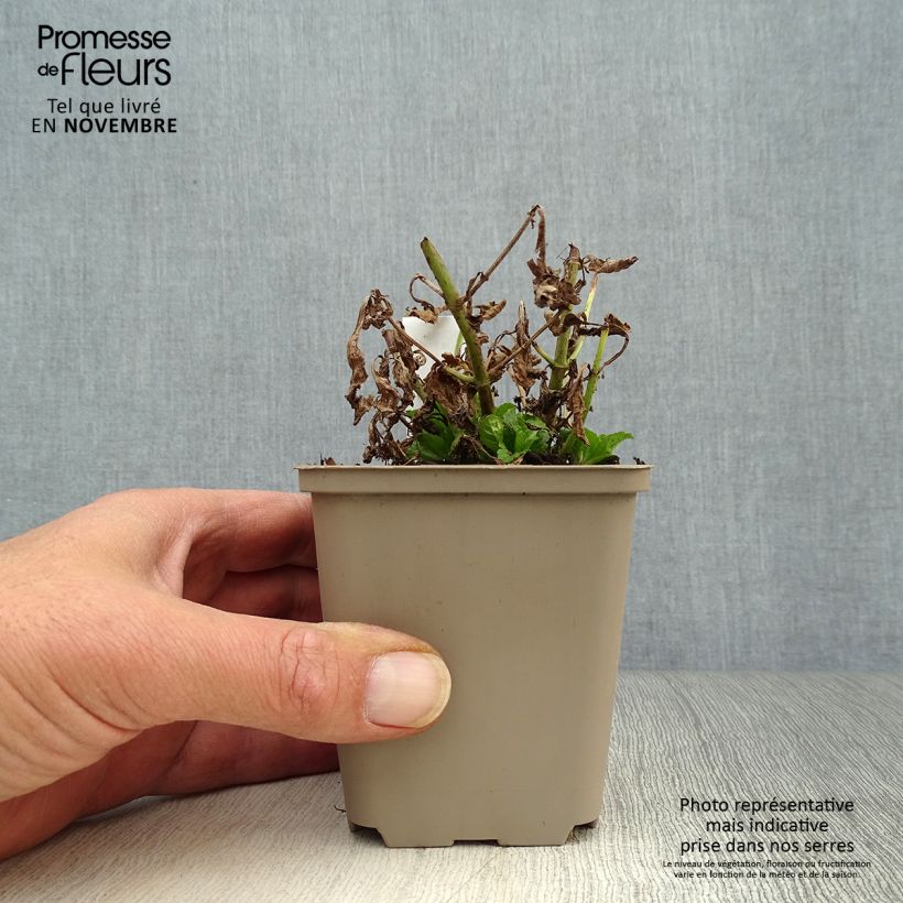 Exemplar von Echtes Eisenkraut - Verbena officinalis Kleine Töpfe von 8/9 cm wie im Herbst geliefert