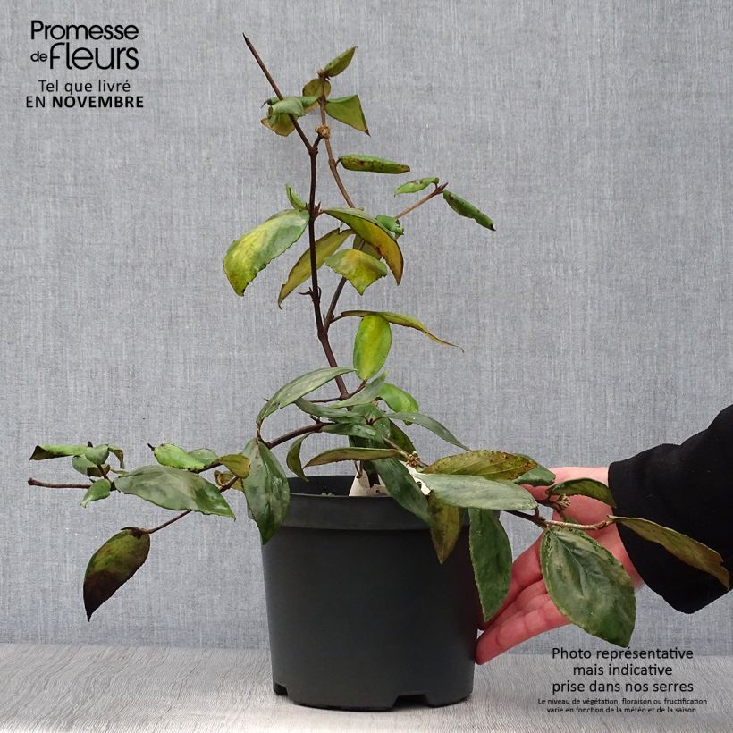 Exemplar von Burkwoods Schneeball - Viburnum burkwoodii Topf mit 3L/4L wie im Herbst geliefert
