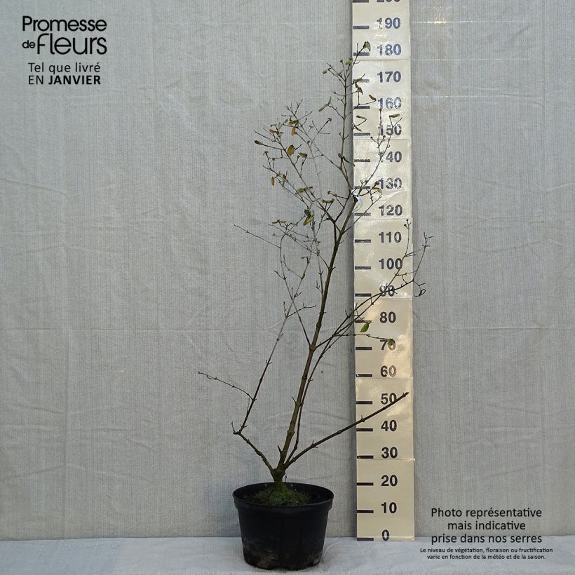 Exemplar von Burkwoods Schneeball - Viburnum burkwoodii Topf mit 7,5L/10L wie im Winter geliefert