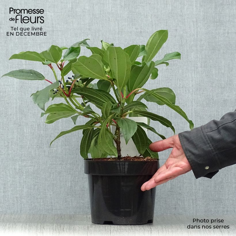 Exemplar von Immergrüner Kissen-Schneeball - Viburnum davidii Topf mit 3L/4L wie im Winter geliefert