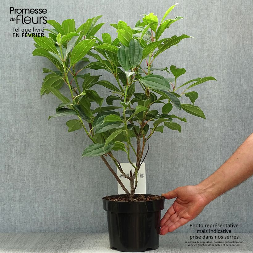 Exemplar von Immergrüner Kissen-Schneeball - Viburnum davidii Topf mit 3L/4L wie im Herbst geliefert