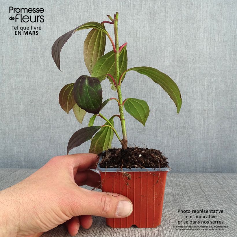 Exemplar von Immergrüner Kissen-Schneeball - Viburnum davidii Kleine Töpfe von 8/9 cm wie im Winter geliefert