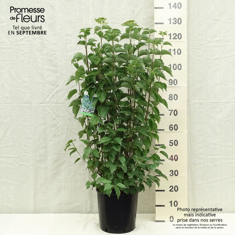 Exemplar von Gezähnter Schneeball Blue Muffin - Viburnum dentatum Topf mit 12L/15L wie im Herbst geliefert