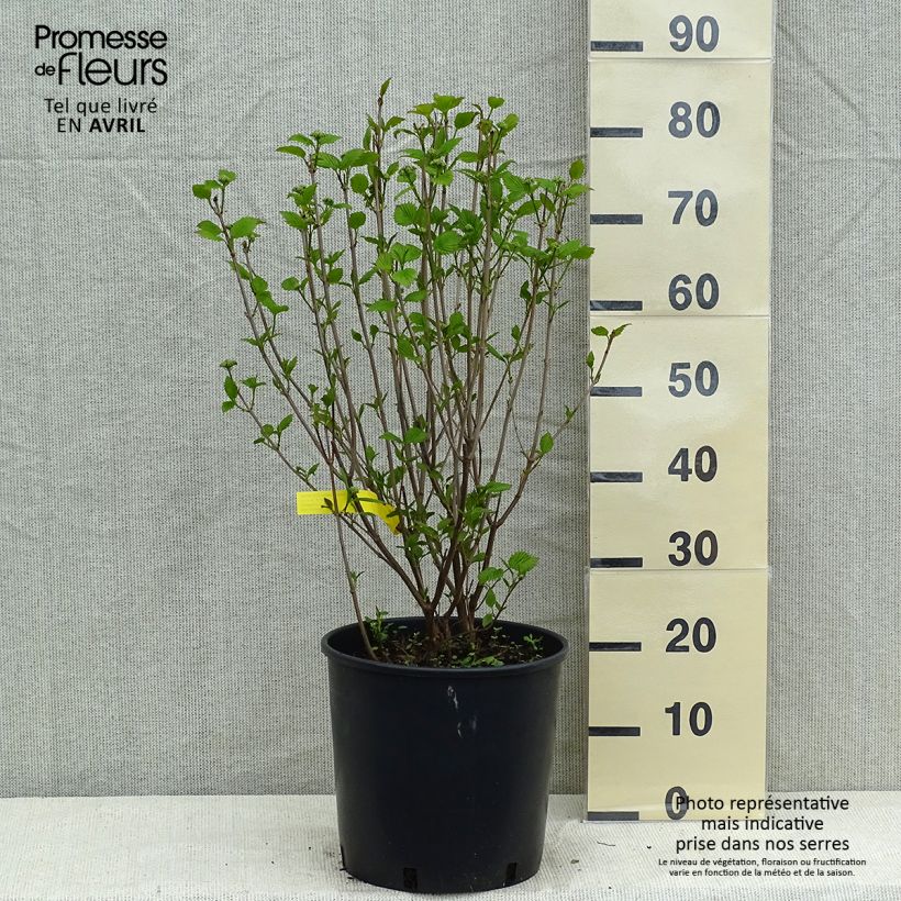 Exemplar von Gezähnter Schneeball Blue Muffin - Viburnum dentatum Topf mit 12L/15L wie im Frühjahr geliefert