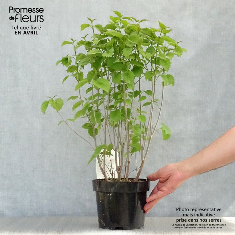 Exemplar von Gezähnter Schneeball Blue Muffin - Viburnum dentatum Topf mit 3L/4L wie im Frühjahr geliefert