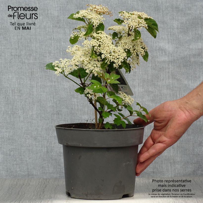 Exemplar von Breitdoldiger Schneebal Sealing Wax - Viburnum dilatatum Topf mit 4L/5L wie im Frühjahr geliefert