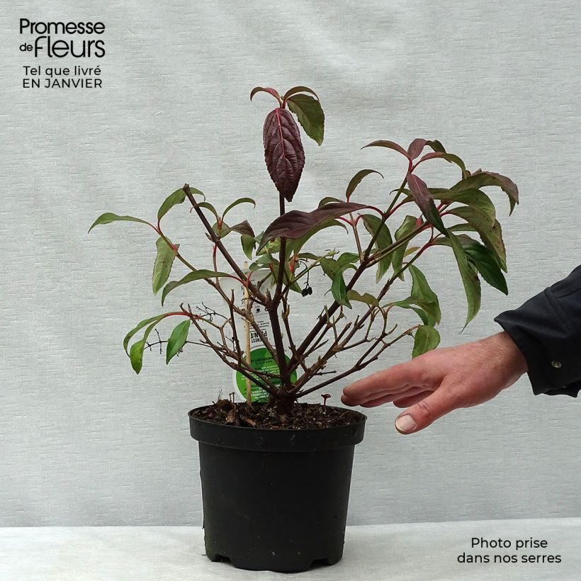 Exemplar von Wintergrüner Schneeball Winton - Viburnum hillieri Topf mit 3L/4L wie im Winter geliefert