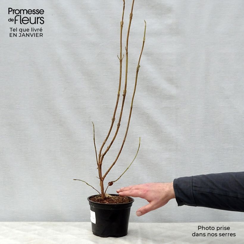 Exemplar von Wolliger Schneeball - Viburnum lantana Topf mit 1,5L/2L wie im Winter geliefert