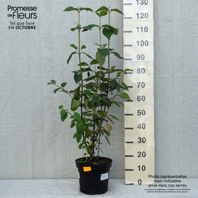 Exemplar von Wolliger Schneeball - Viburnum lantana Topf mit 7,5L/10L wie im Herbst geliefert