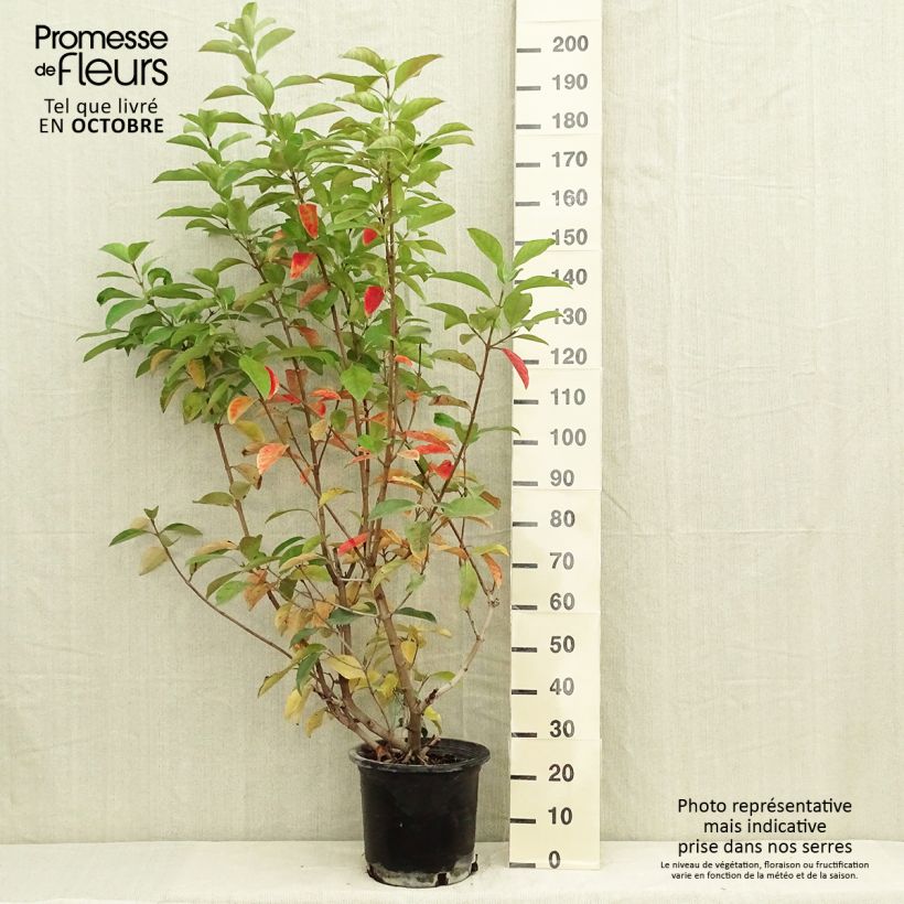 Exemplar von Glänzender Schneeball - Viburnum lucidum Topf mit 2L/3L wie im Herbst geliefert