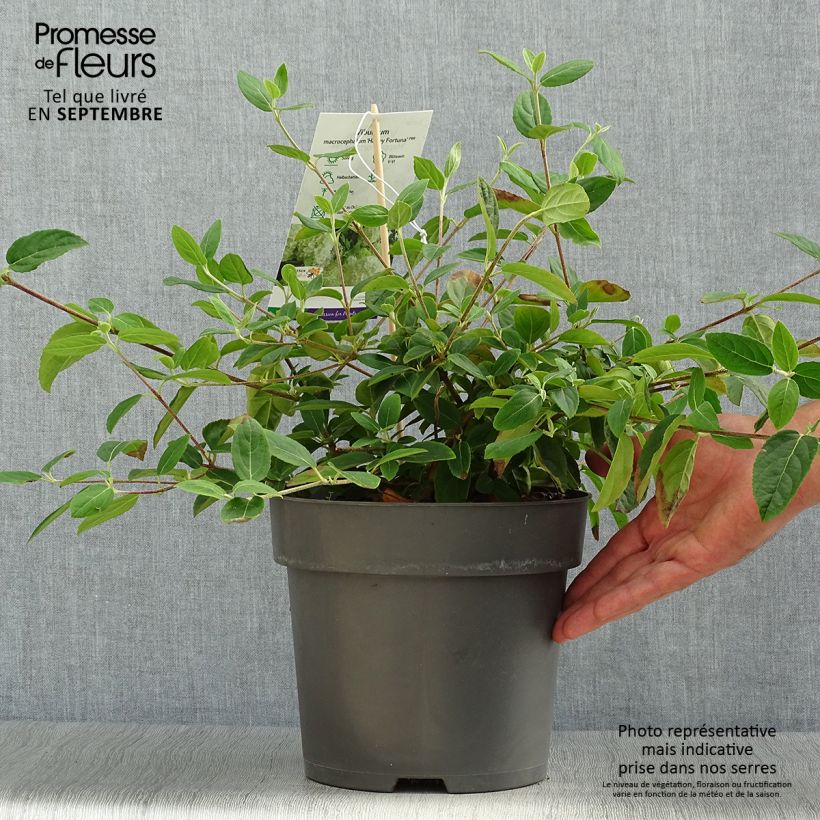 Exemplar von Großblumiger Schneeball Happy Fortuna - Viburnum macrocephalum Topf mit 3L/4L wie im Herbst geliefert