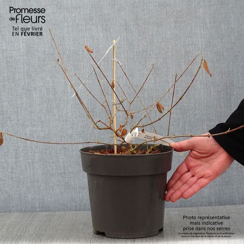 Exemplar von Großblumiger Schneeball Happy Fortuna - Viburnum macrocephalum Topf mit 3L/4L wie im Winter geliefert