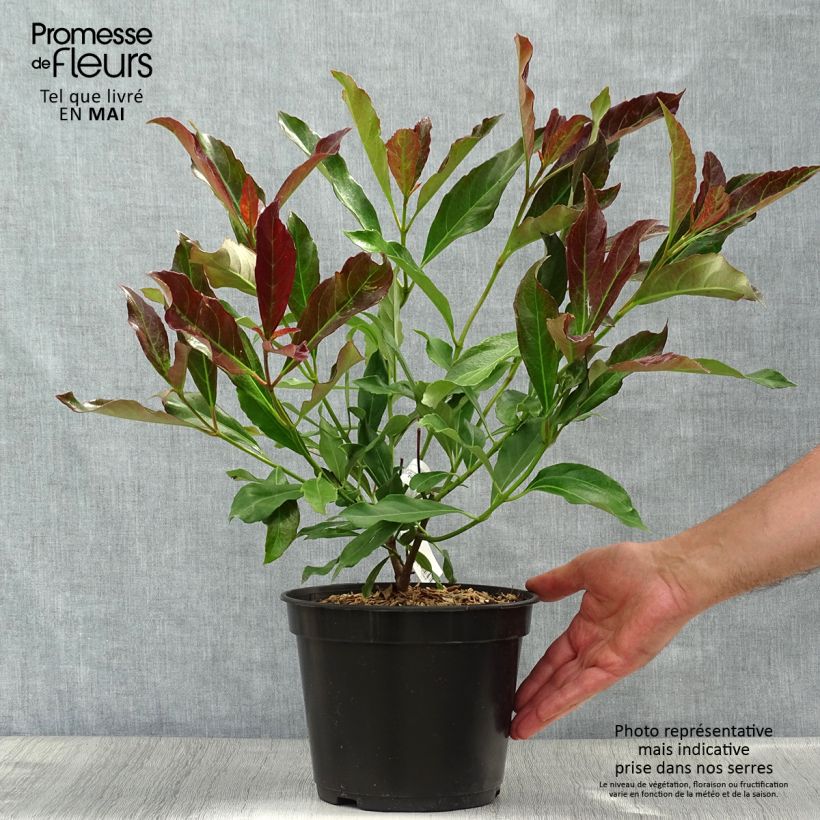 Exemplar von Duftender Schneeball Coppertop - Viburnum odoratissimum Topf mit 3L/4L wie im Frühjahr geliefert