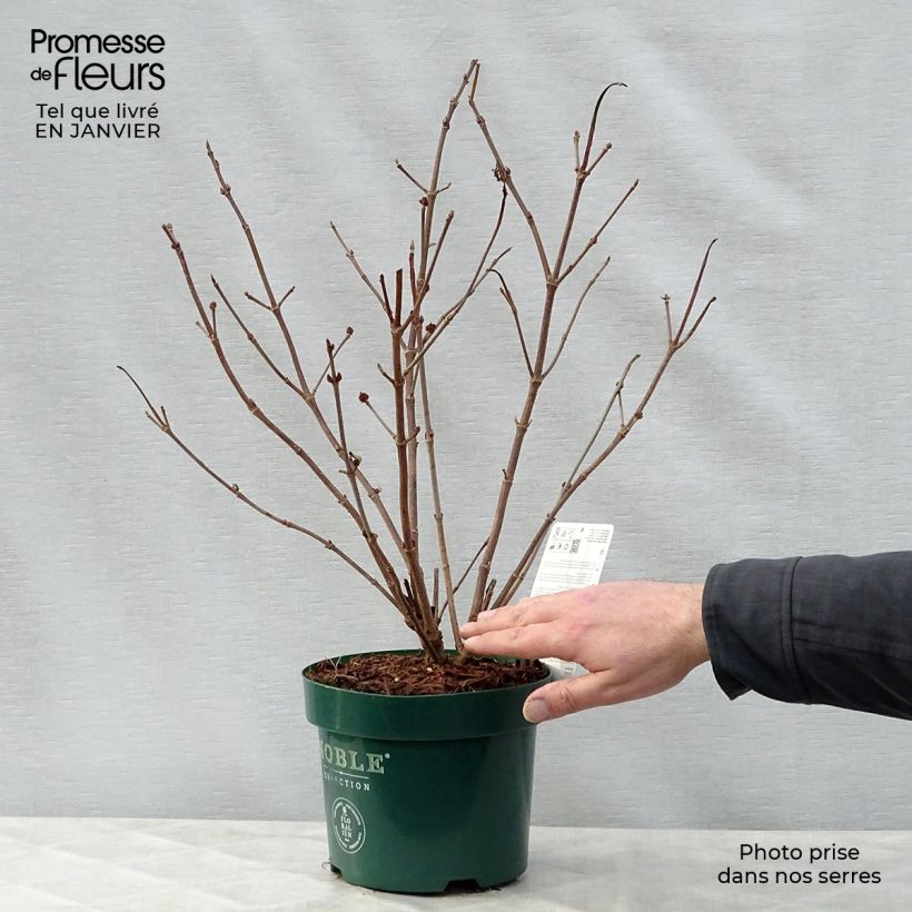 Exemplar von Japanischer Schneeball Grandiflorum Noble - Viburnum plicatum Topf mit 2L/3L wie im Winter geliefert