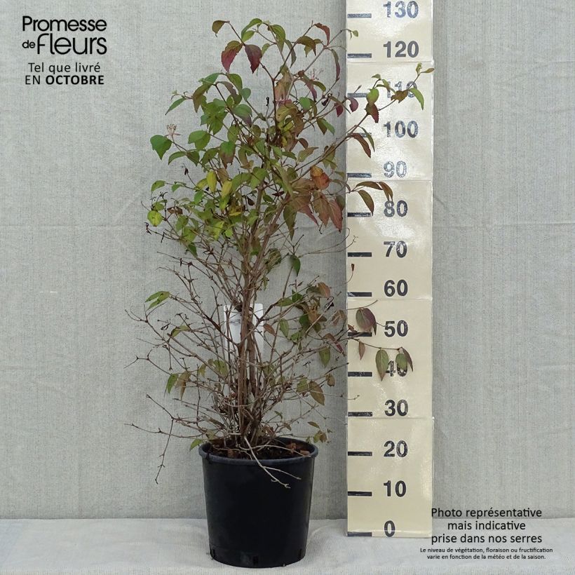 Exemplar von Japanischer Schneeball Watanabe - Viburnum plicatum Topf mit 12L/15L wie im Herbst geliefert