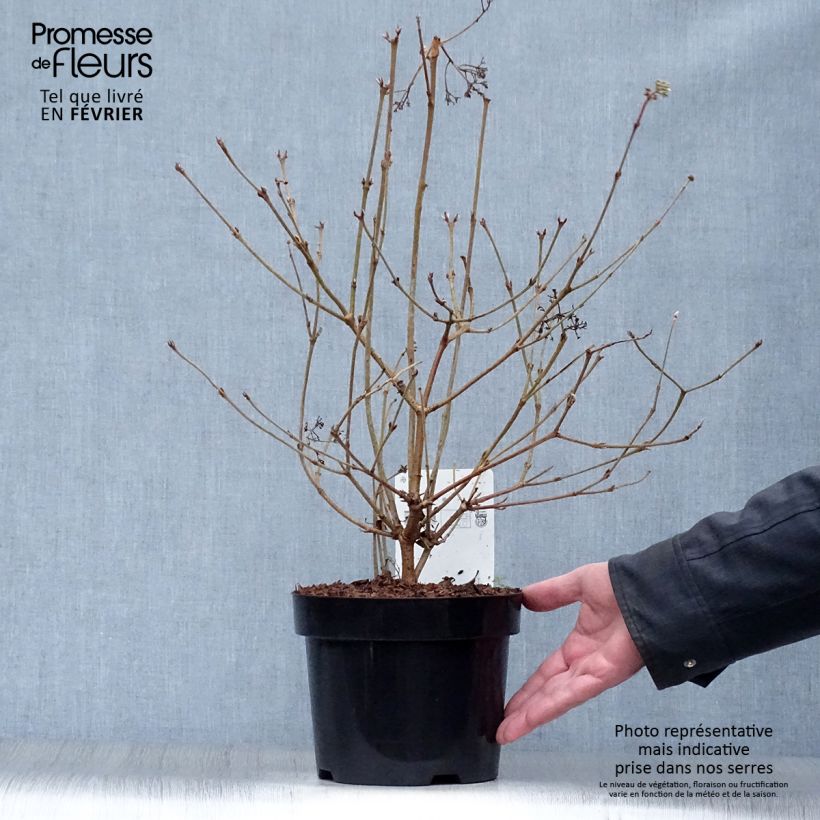 Exemplar von Japanischer Schneeball Watanabe - Viburnum plicatum Topf mit 3L/4L wie im Winter geliefert