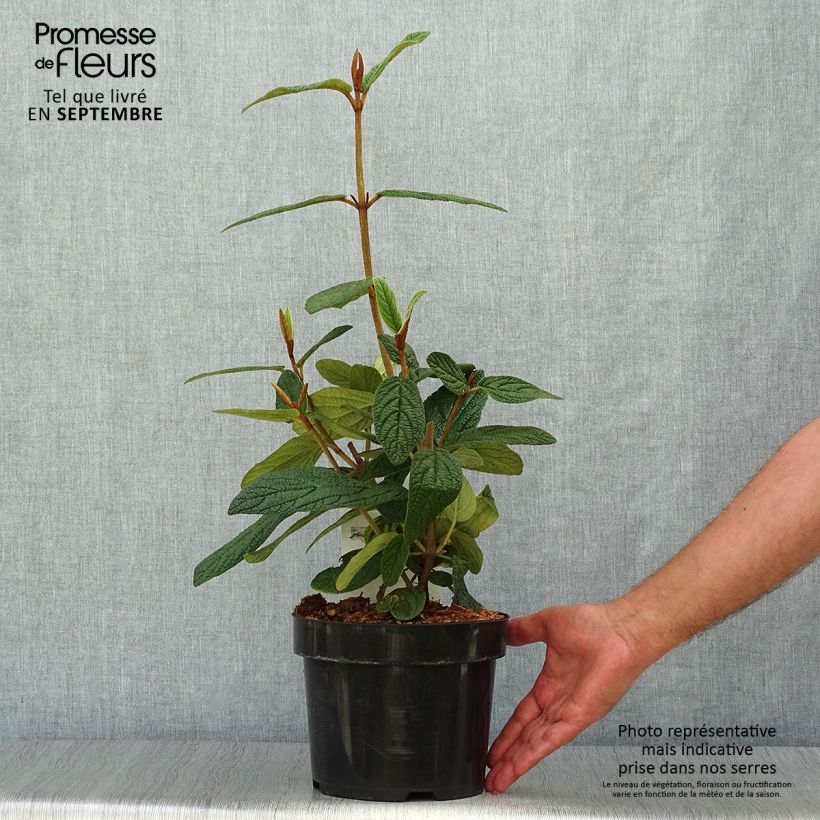 Exemplar von Runzelblättriger Schneeball - Viburnum rhytidophyllum Topf mit 2L/3L wie im Herbst geliefert