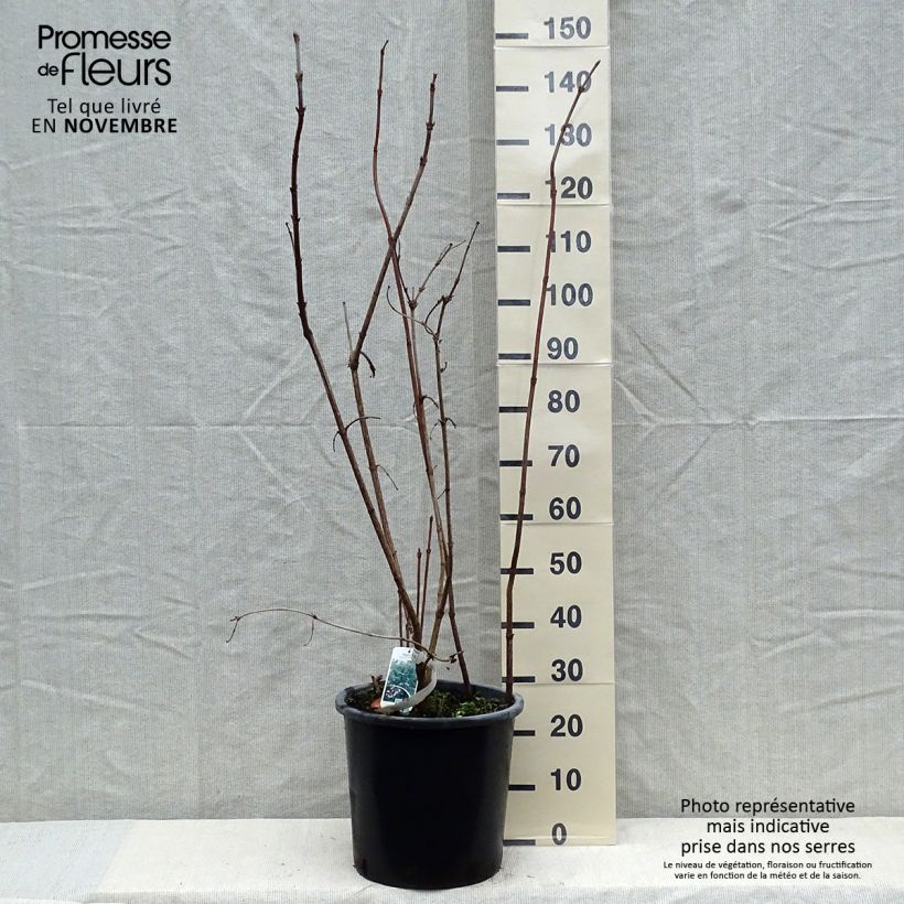 Exemplar von Sargents Schneeball Onondaga - Viburnum sargentii Topf mit 18L/20L wie im Herbst geliefert