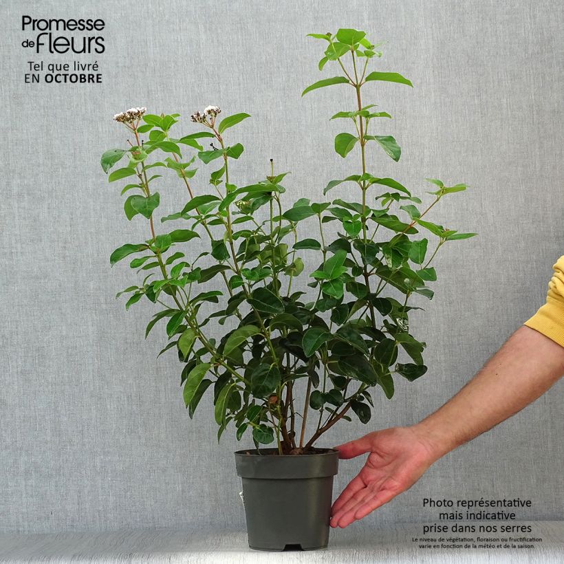 Exemplar von Lorbeerblättriger Schneeball Eve Price - Viburnum tinus Topf mit 2L/3L wie im Herbst geliefert