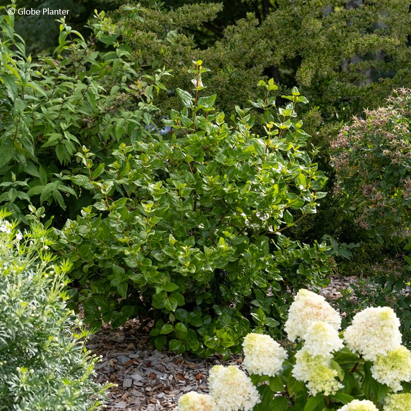 Lorbeerblättriger Schneeball Rock'n Rolla - Viburnum tinus (Hafen)
