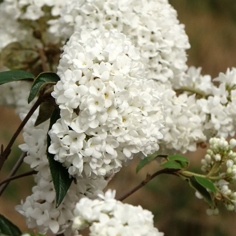 Schneeball Eskimo - Viburnum utile (Blüte)