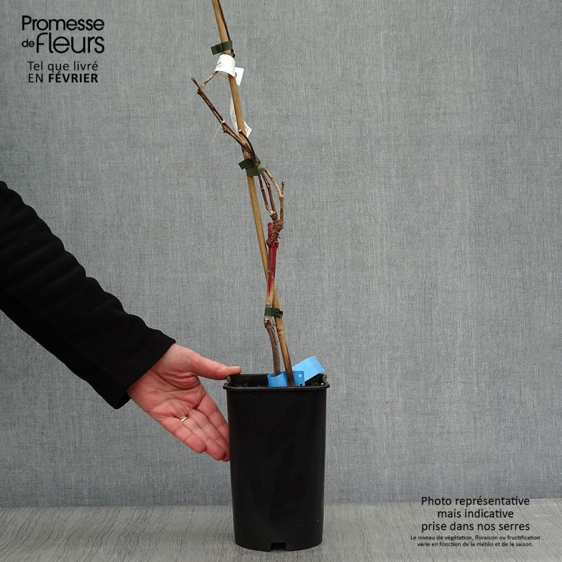 Exemplar von Weinrebe Ampelia Aladin Topf mit 1,5L/2L wie im Winter geliefert