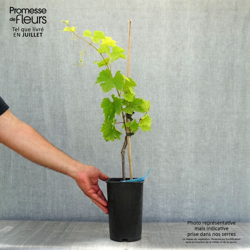 Exemplar von Weinrebe Ampelia Amandin Topf mit 2L/3L wie im Sommer geliefert