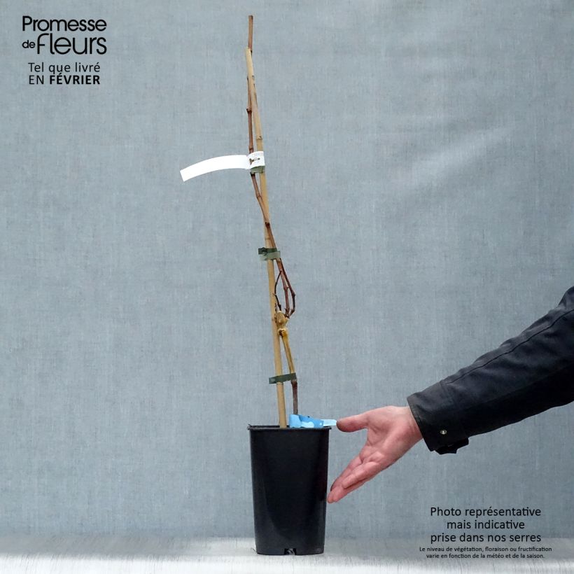 Exemplar von Weinrebe Ampelia Candin Topf mit 1,5L/2L wie im Winter geliefert