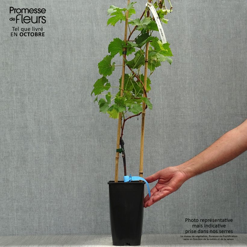 Exemplar von Weinrebe Ampelia Perdin Topf mit 1,5L/2L wie im Herbst geliefert