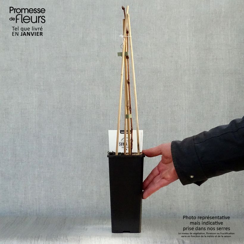 Exemplar von Weinrebe Bianca Topf mit 1,5L/2L wie im Winter geliefert