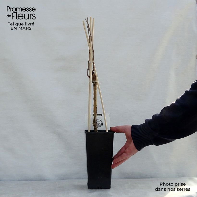 Exemplar von Weinrebe Boskoop Glory Topf mit 1,5L/2L wie im Frühjahr geliefert