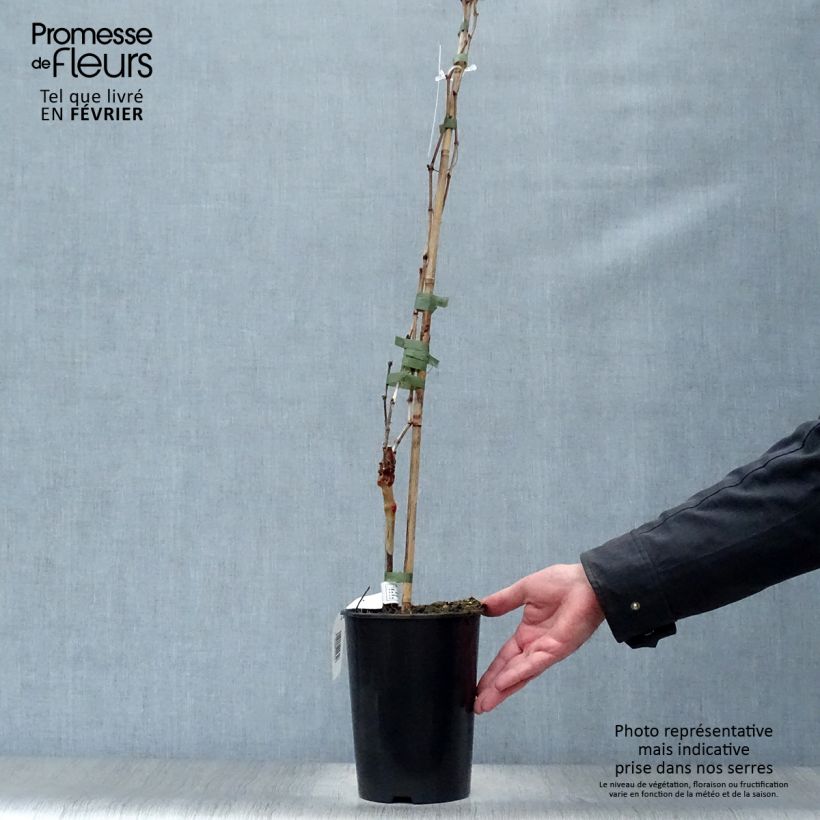 Exemplar von Weinrebe Cabernet Franc Topf mit 2L/3L wie im Winter geliefert