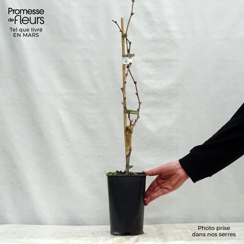 Exemplar von Weinrebe Dattier de Beyrouth Topf mit 1,5L/2L wie im Frühjahr geliefert