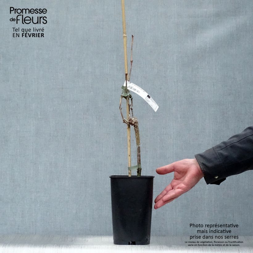 Exemplar von Weinrebe Dattier de Beyrouth Topf mit 1,5L/2L wie im Winter geliefert